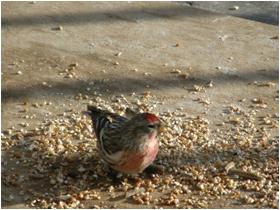 暖かくなると赤い帽子と腹巻をまとうパープルフィンチ(Purple Finch)