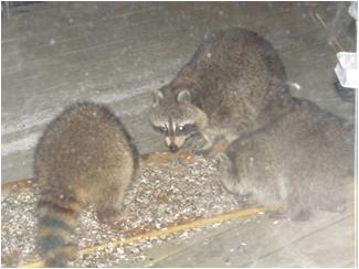 冬眠から覚めたアライグマ(Raccoon)