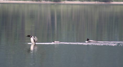 ボウロンレイク州立公園