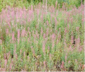 ユーコンの花、ファイヤーフラワー