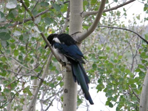 マグパイという綺麗な鳥