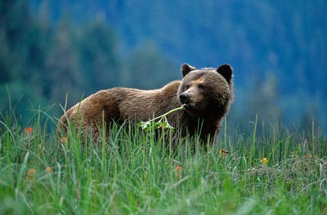 Great Bear Nature Tours