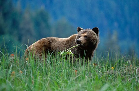 Great Bear Nature Tours