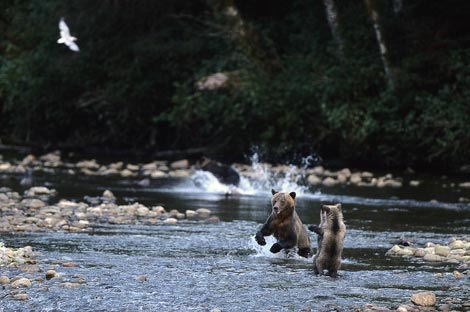 Great Bear Nature Tours