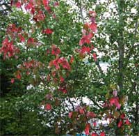 紅葉