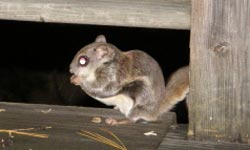 ベランダに遊びに来たモモンガ