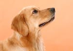 現実と夢の狭間で涙する