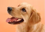 現実と夢の狭間で涙する