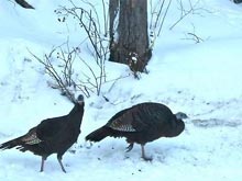 庭に遊びに来た野性の七面鳥