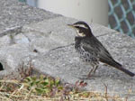 鵺（ぬえ）の鳴く闇は心のなかにあり