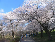 ハイパーク桜満開
