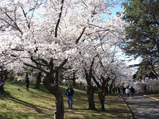 ハイパーク桜満開