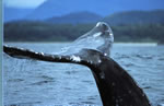 clayoquot eco tours