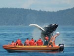Great Pacific Adventures Whale Watching